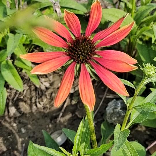 🌻