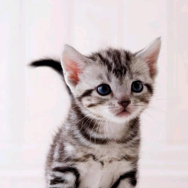 (重庆)陈少小号