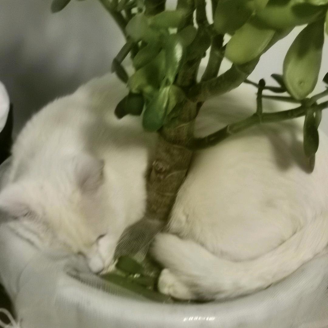 敖特根