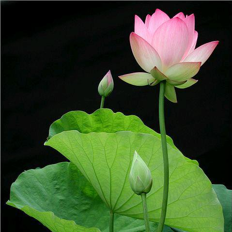 江南游子