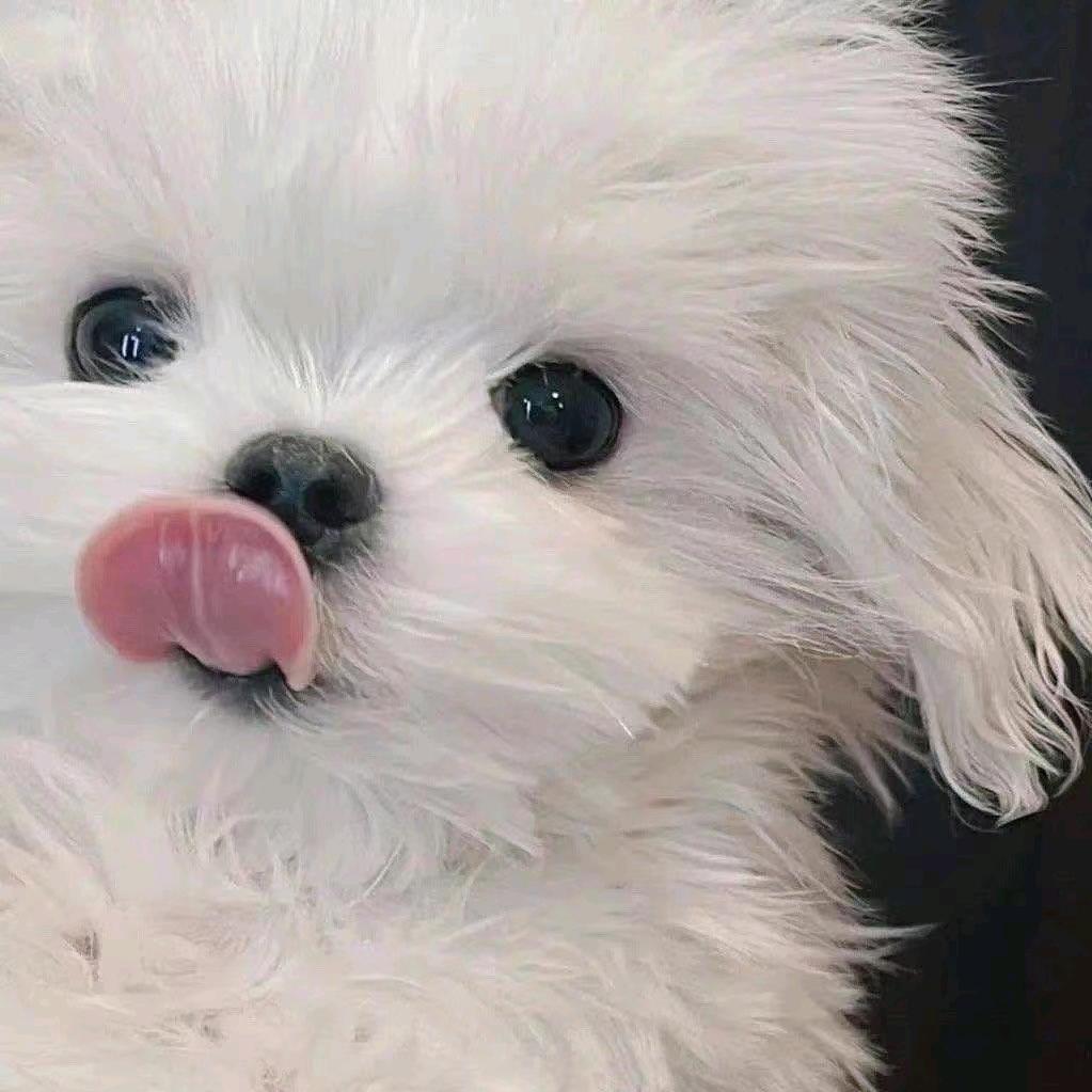 爱梳头的小秃子