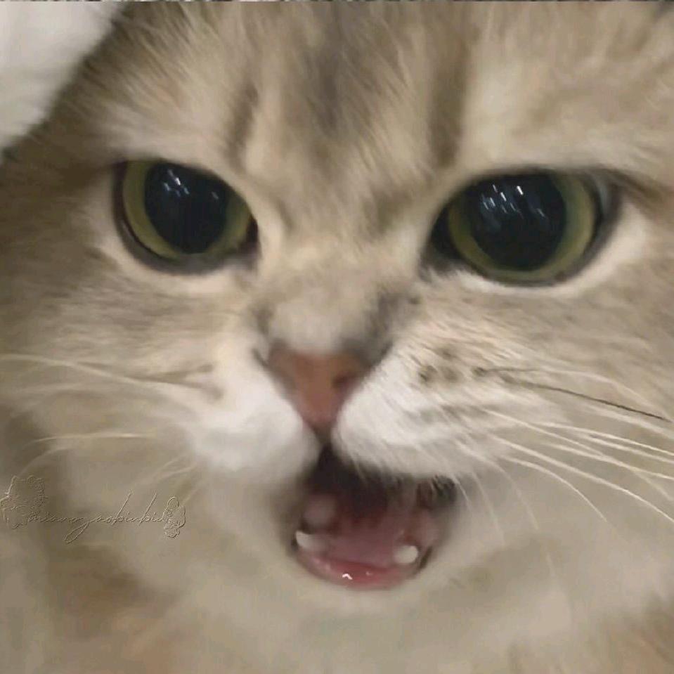 要不要粗来玩🐚