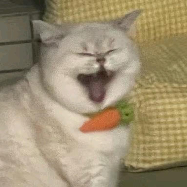 -想养一只猫