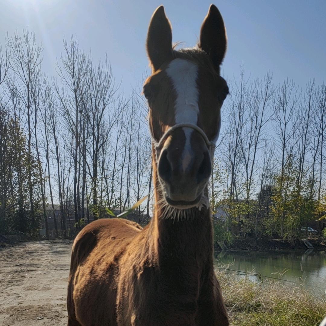 宏丰农场之喝酒骑马