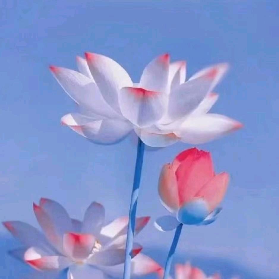 开心🌹