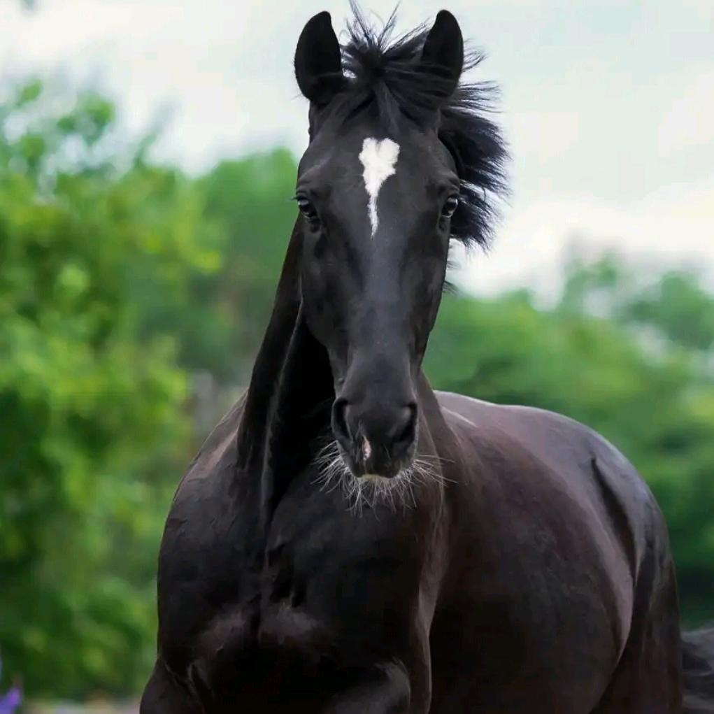 兵仔(郴州福城)优质房源