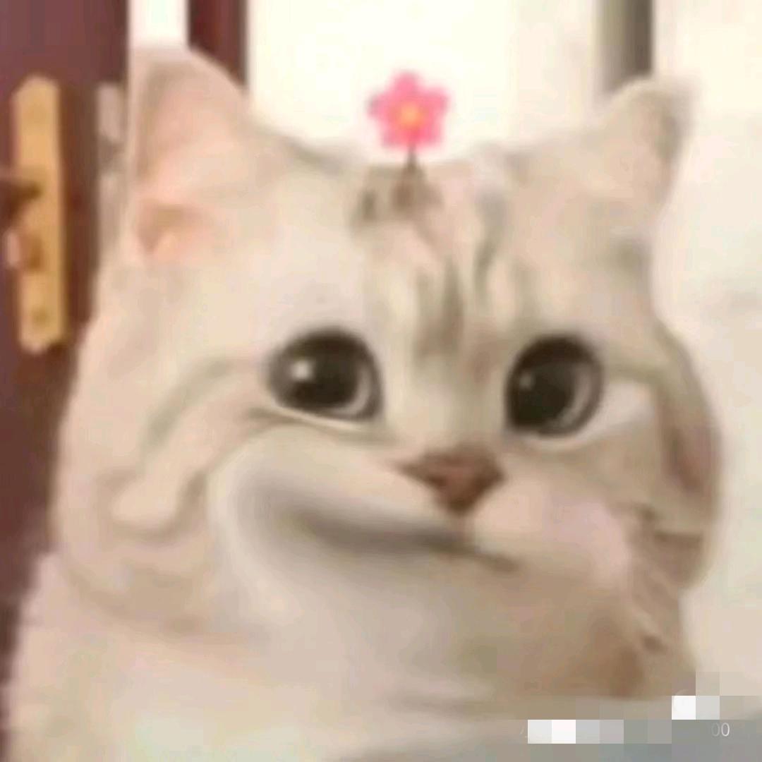 香菜大王👑