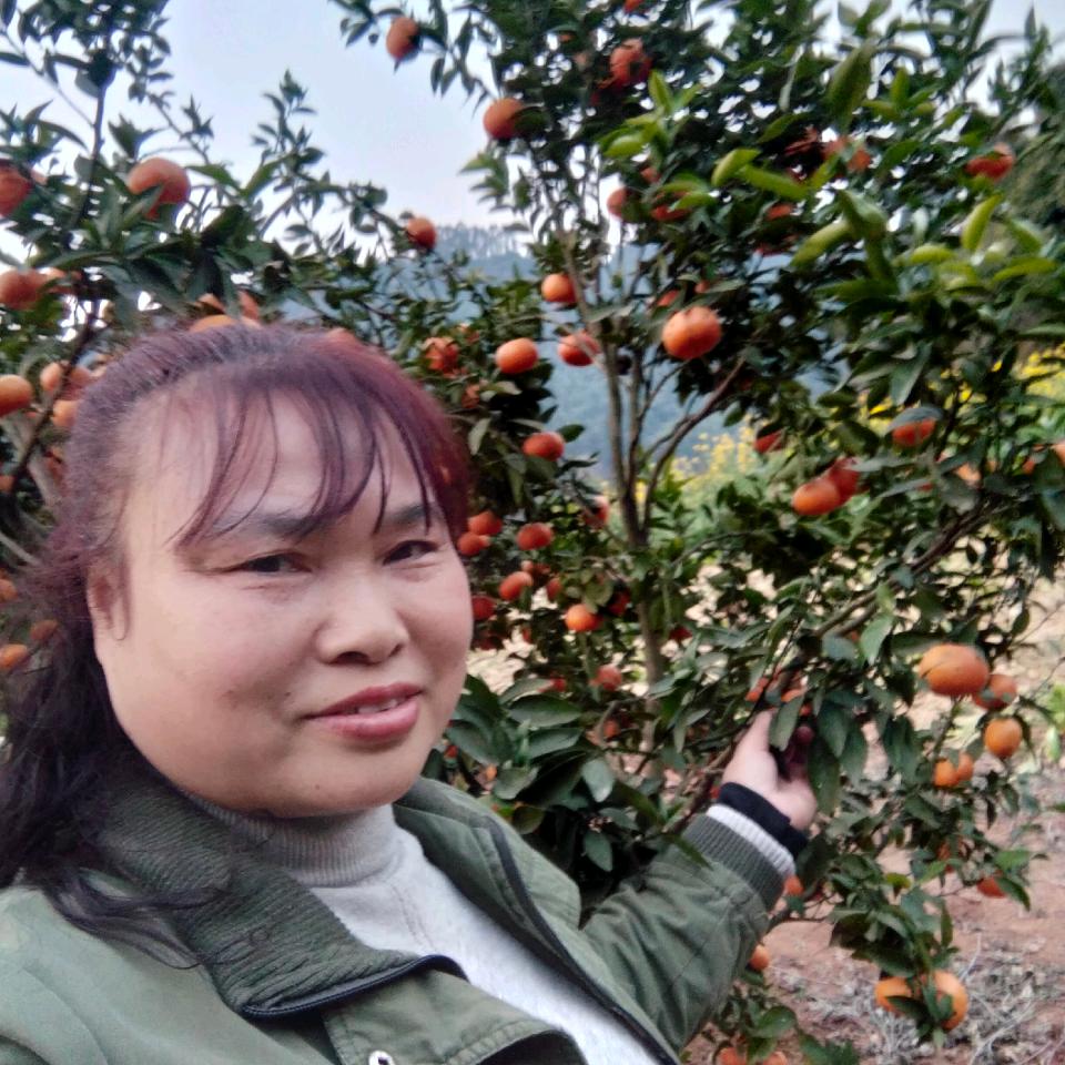 汪华银樱桃枇杷采摘园