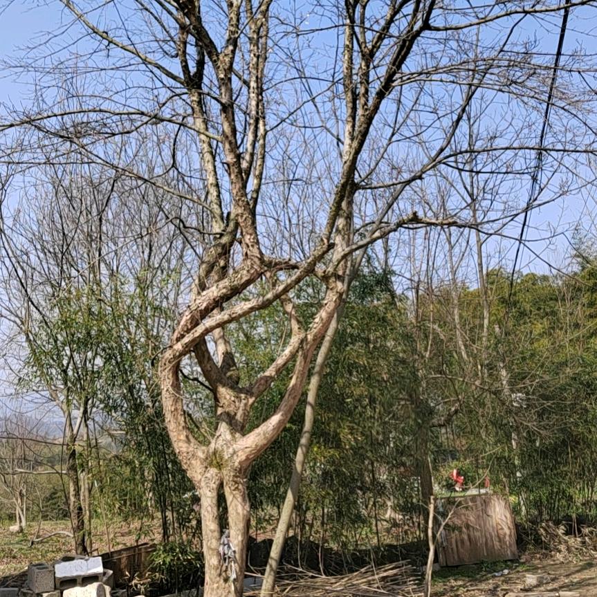 河南明中建设绿化有限公司