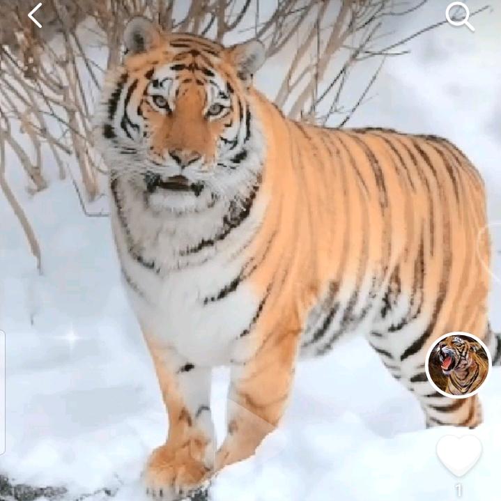 大老虎专吃小三的肉