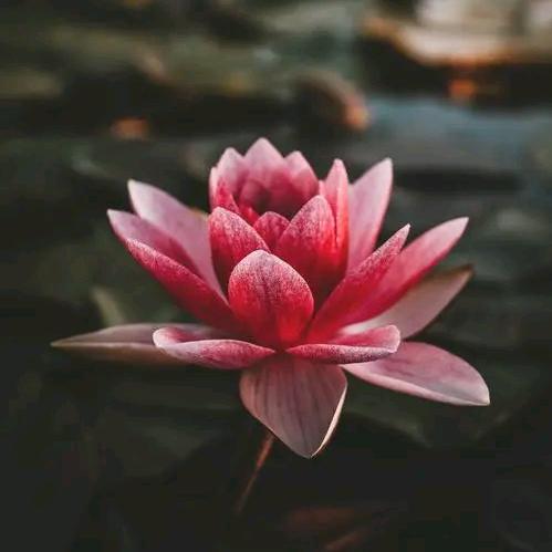 好日子万佳商贸