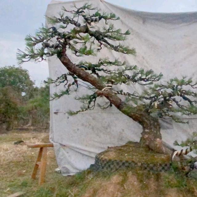 北京园林绿化景观造型团队