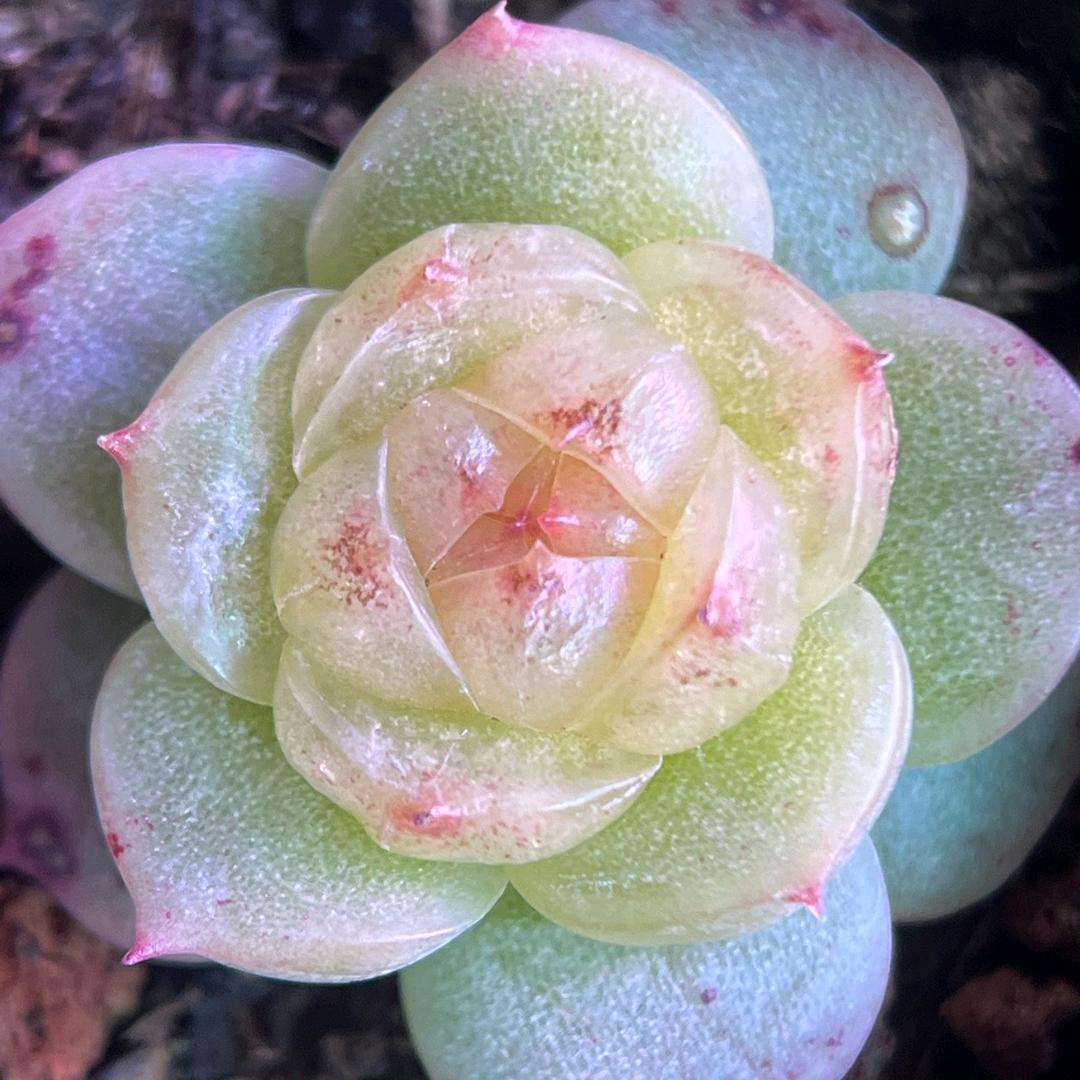 星黎园艺