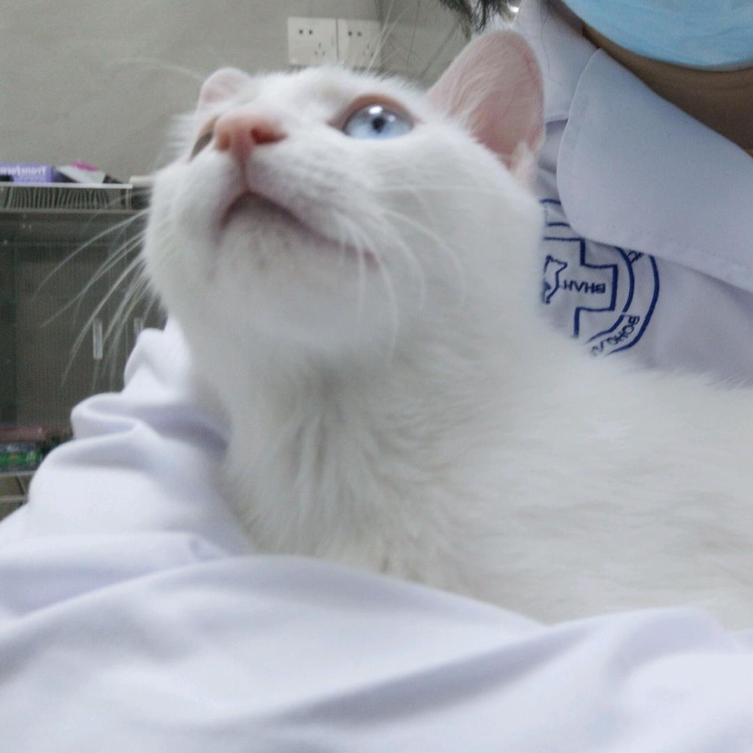 二哈豆豆