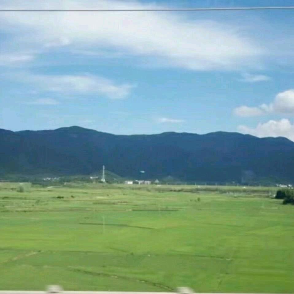 张野