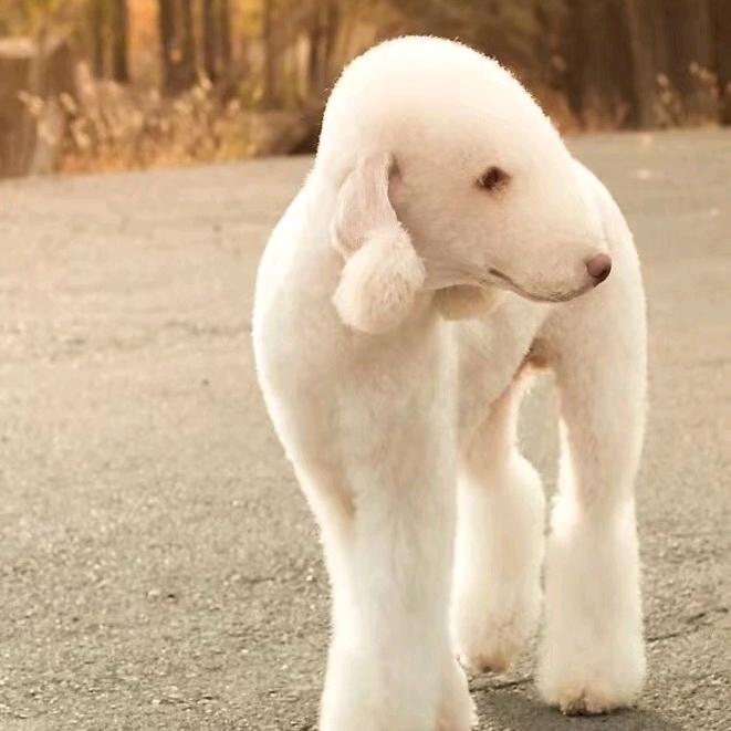 君竹萌宠宠物犬