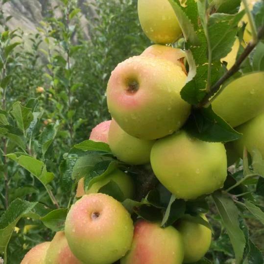 回忆梦想🍏🍏🍎🍎