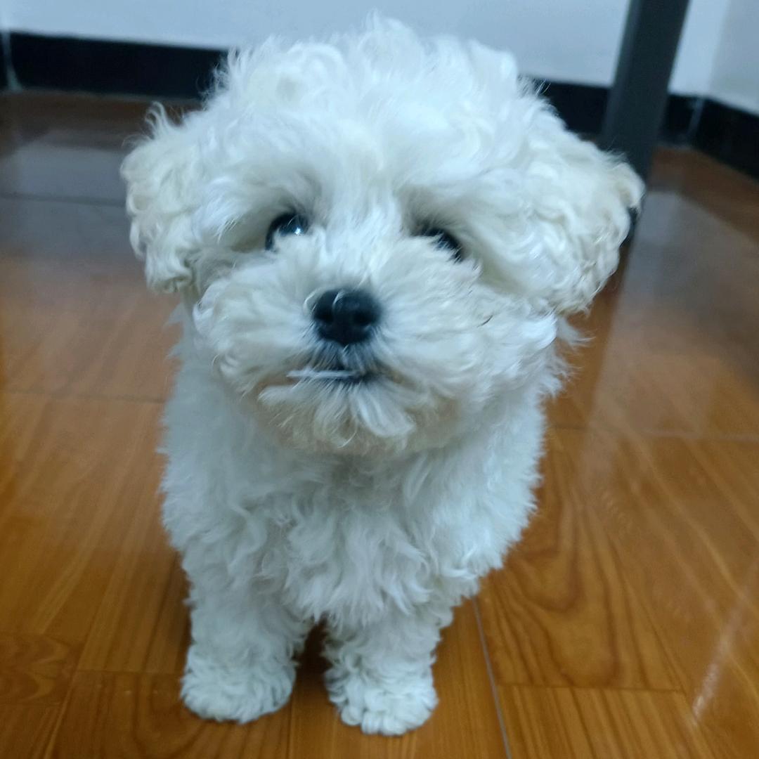 叶子子