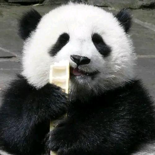 伊伊熊头像
