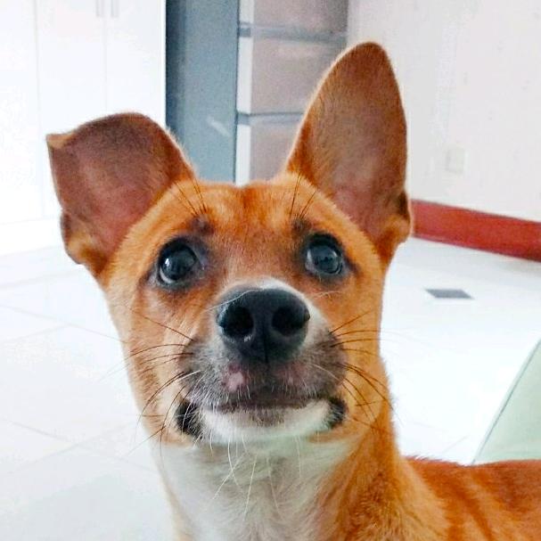 点宝妈