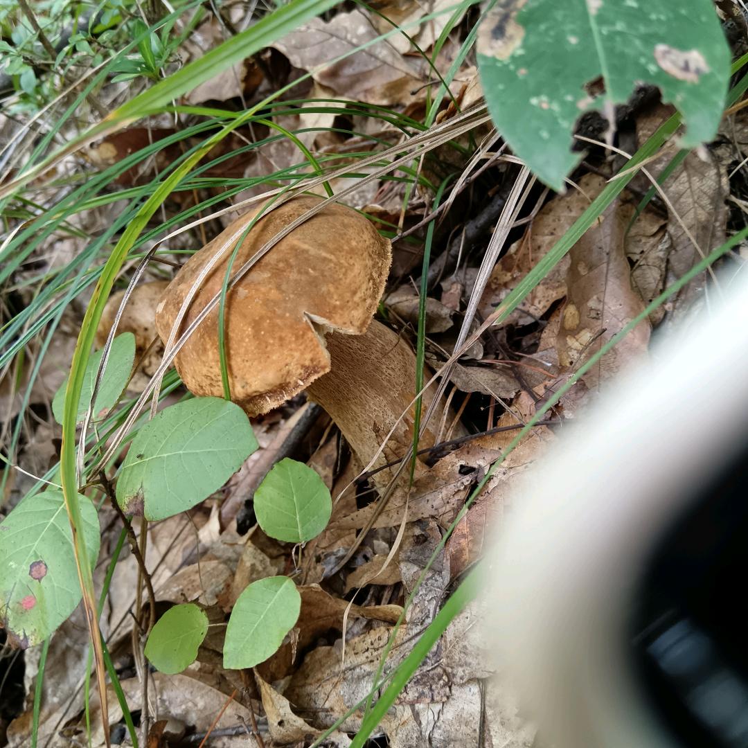 傻瓜我爱你2990