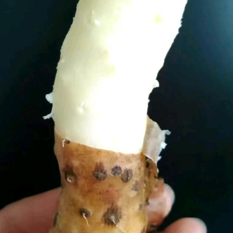 温县伟锋铁棍山药