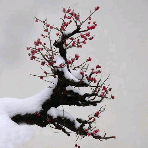 @槑吻華