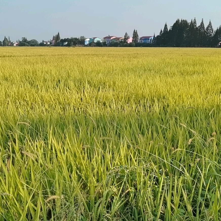 明的明