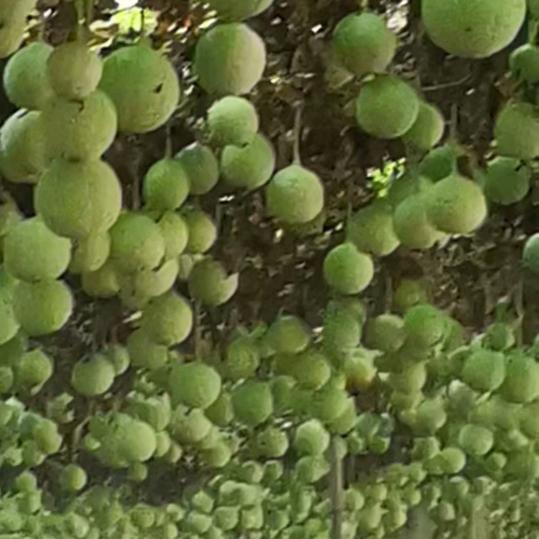 潜山槎水镇瓜萎王