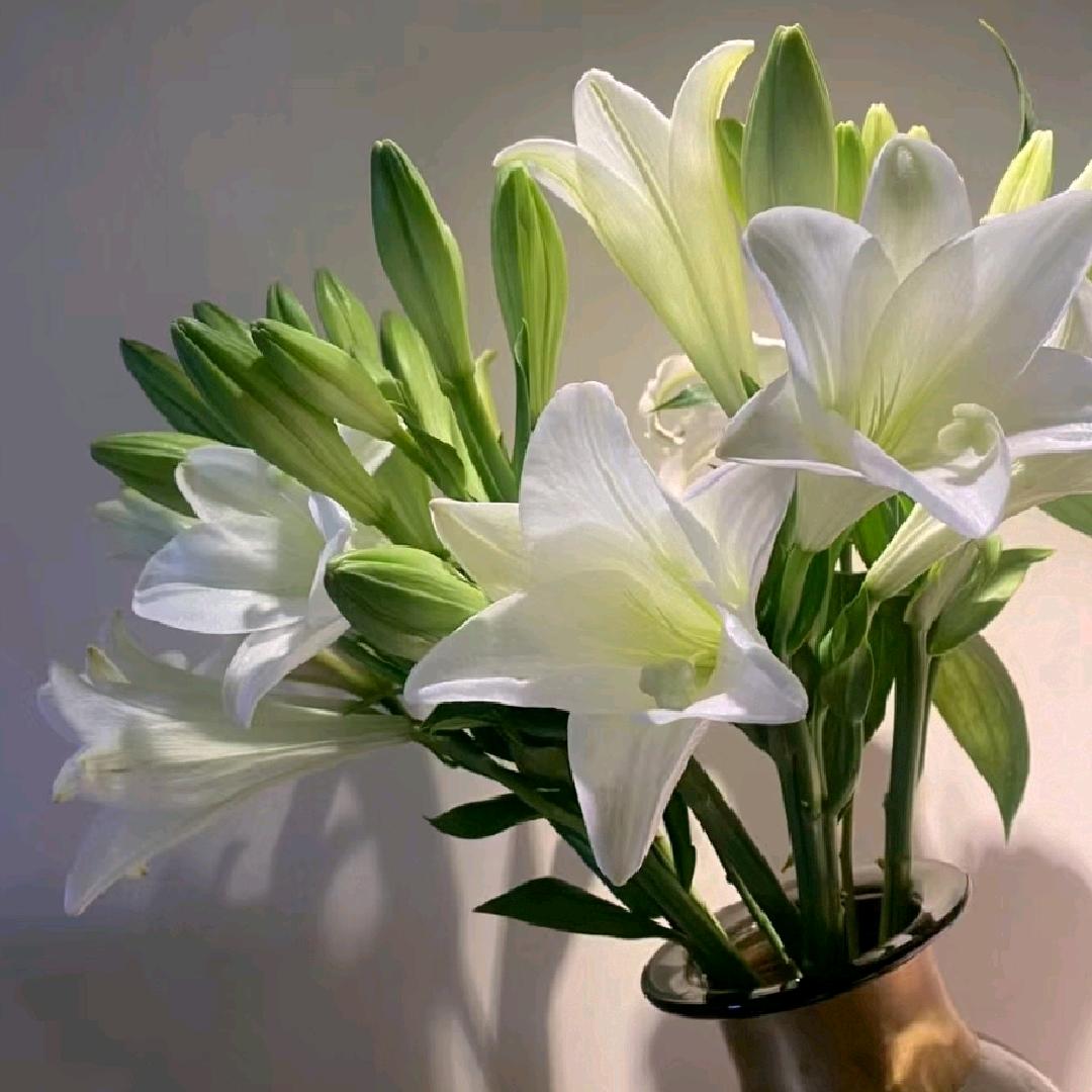 装着阳光去买月亮