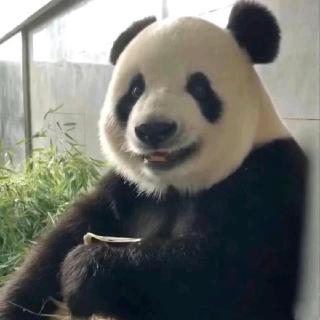 为看小🐷开抖音头像
