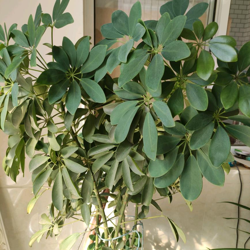 细雨