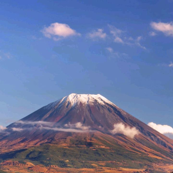 田大冬