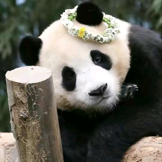 晓晓月～