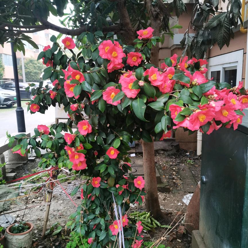落落清歡