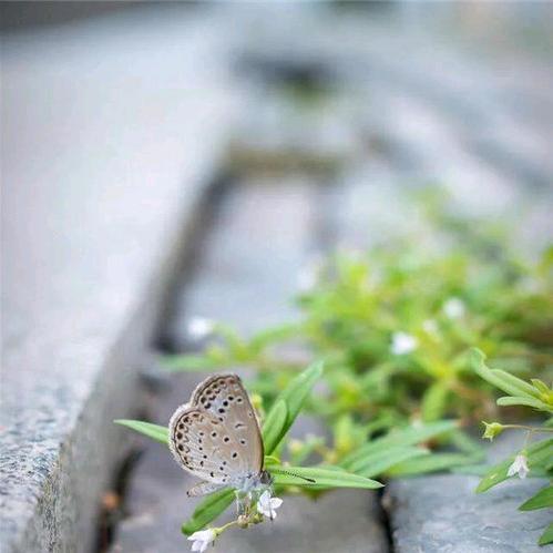 雨遇春风