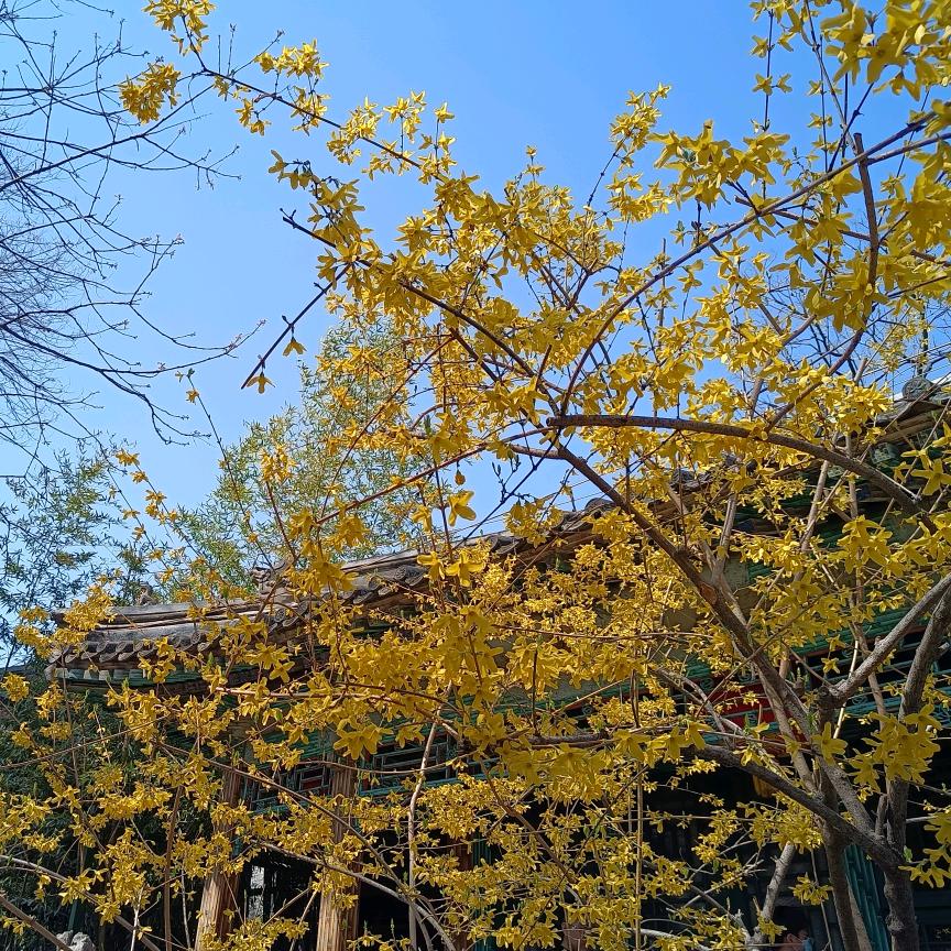 凡尘          ╲