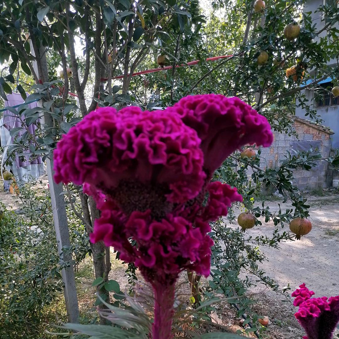 心想事成🌹
