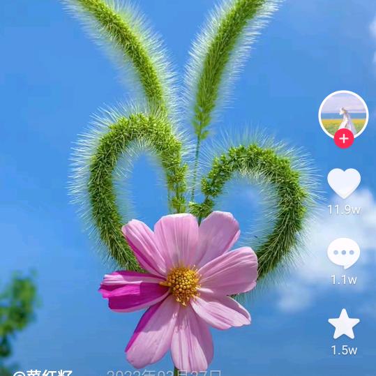 杨柳依依