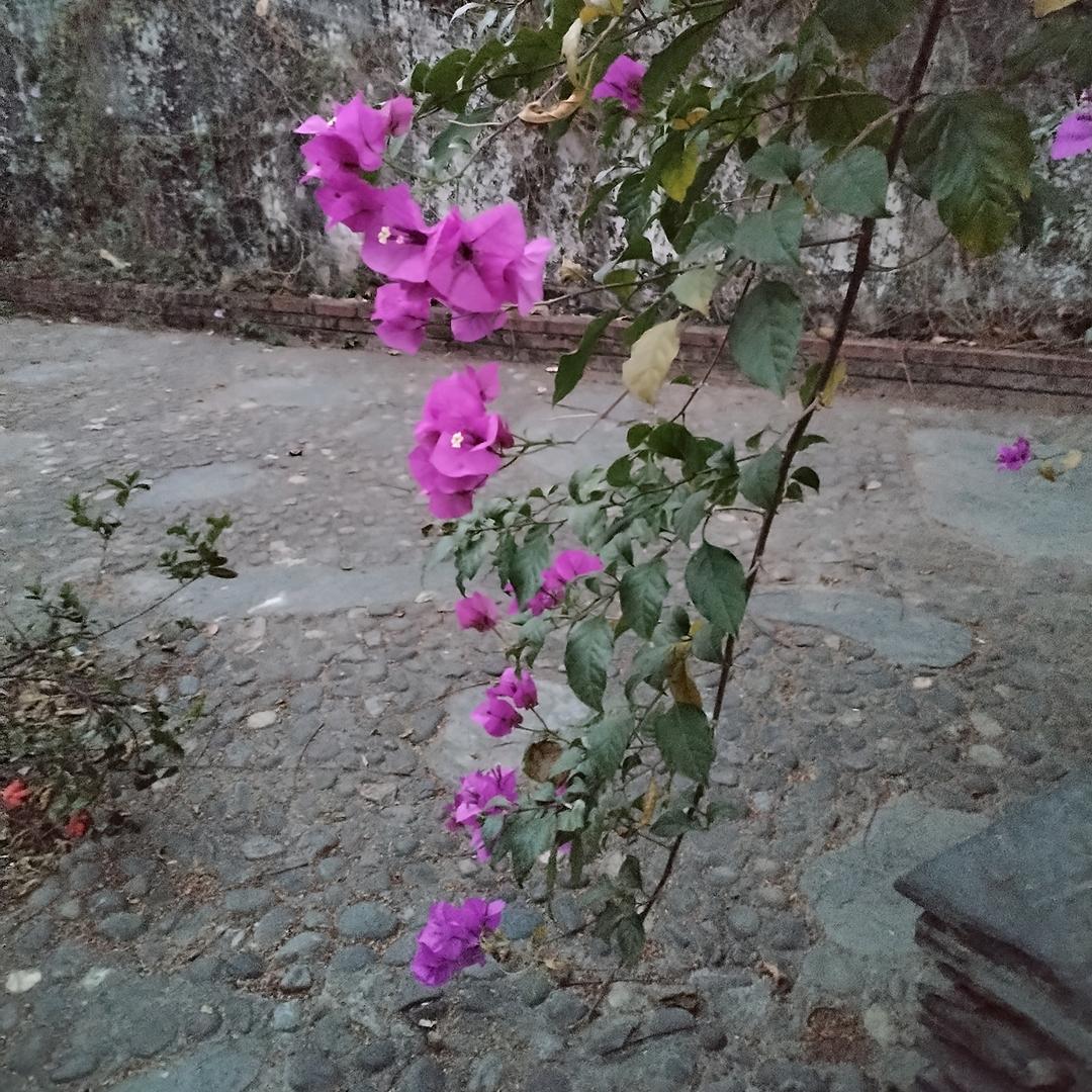 云南芳姐，