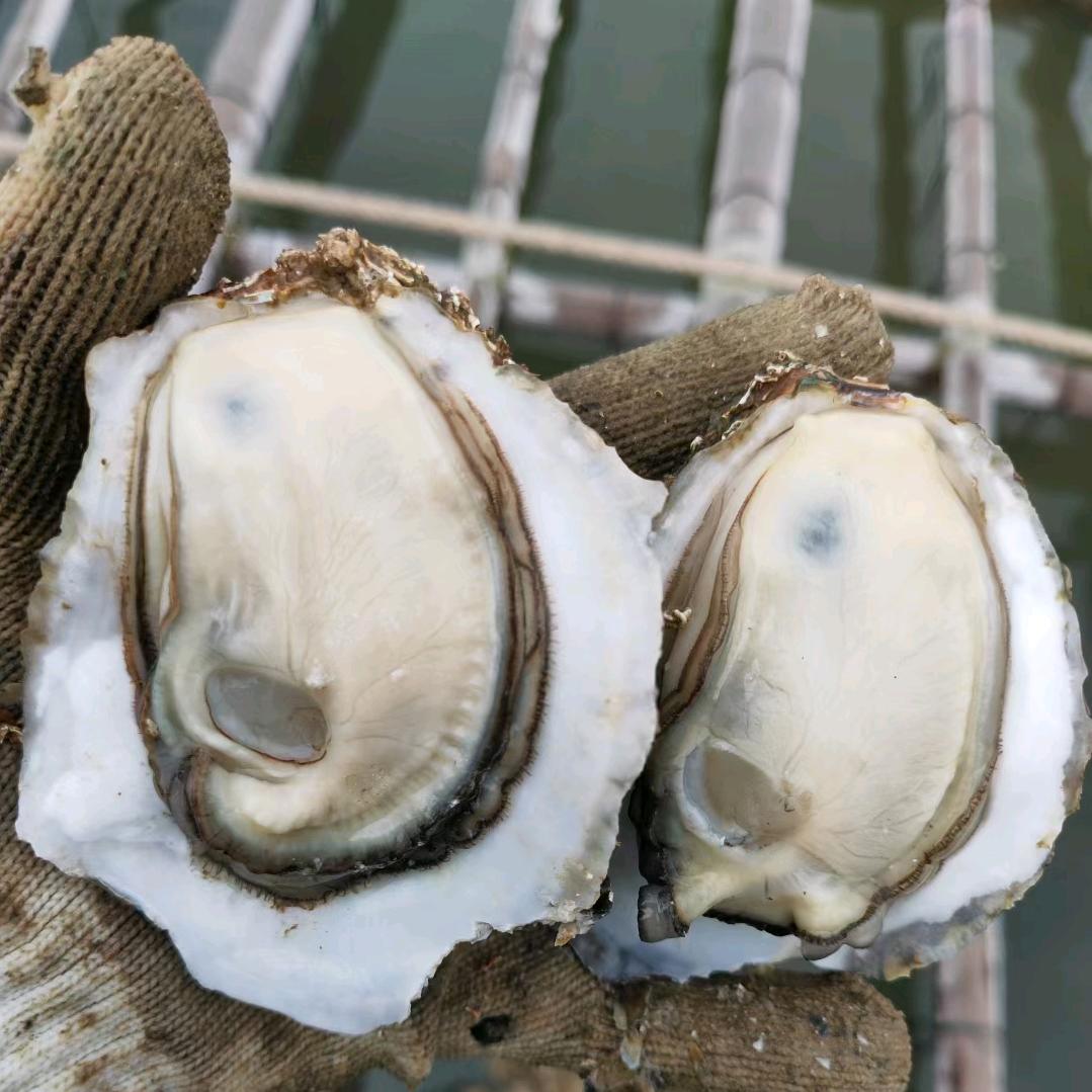 玲姐湛江生蚝工厂直销