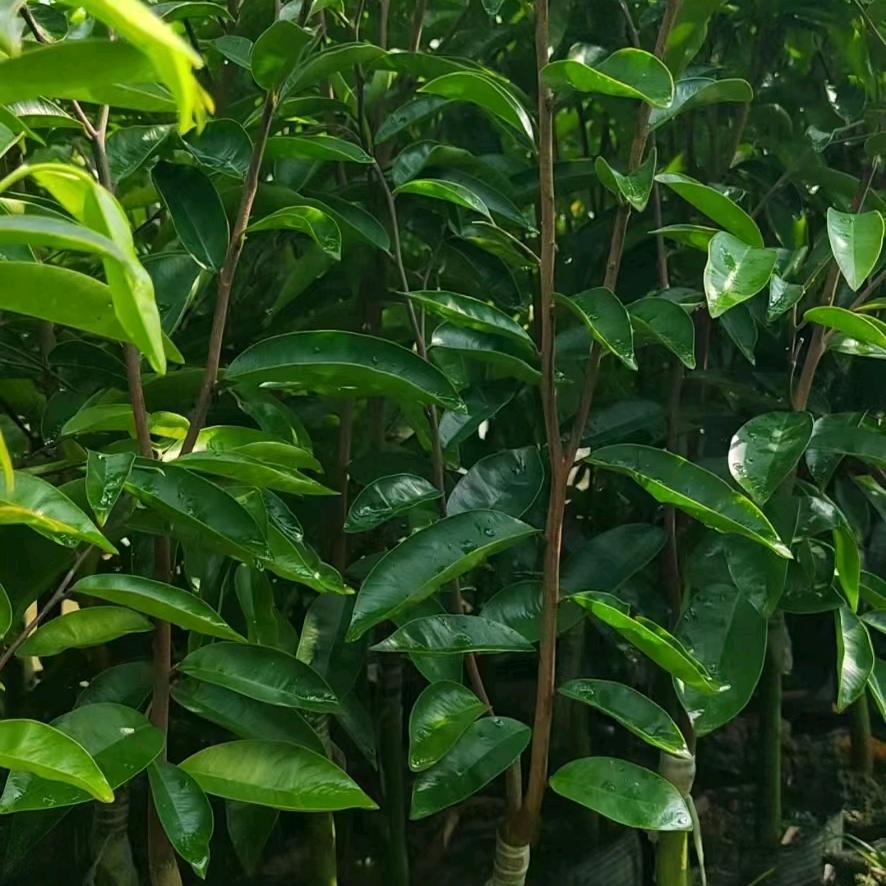 白木香奇楠宝藏挖掘手”