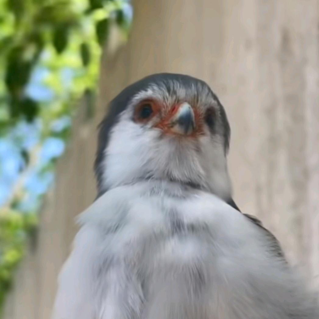 扁毛小鸟