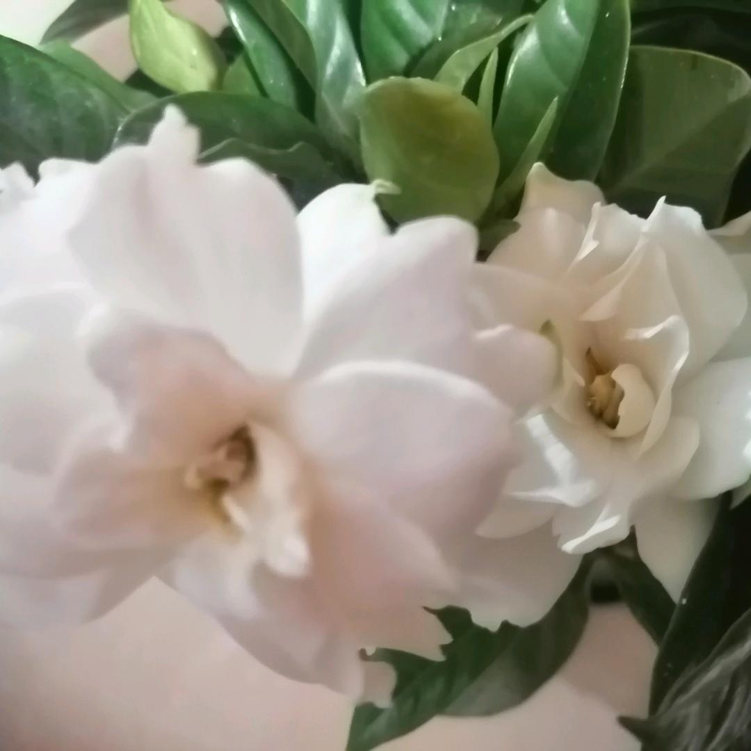 栀子花开6(谢绝私聊)