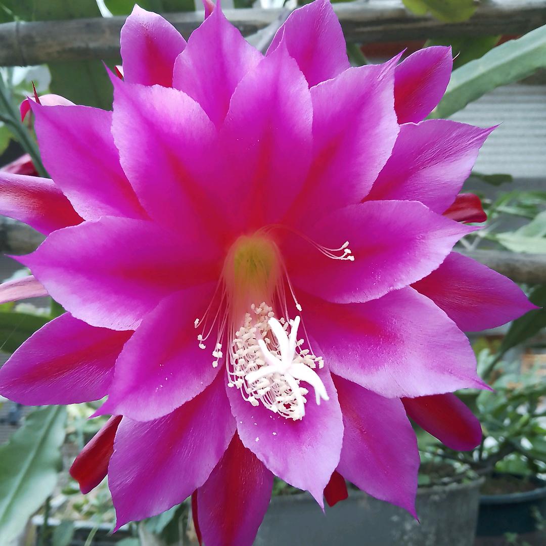 一个字，忍，忍