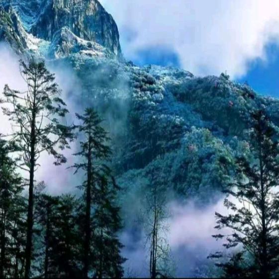 雪山药材土特产