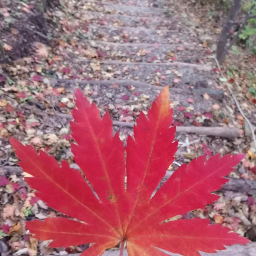 小小一乐趣