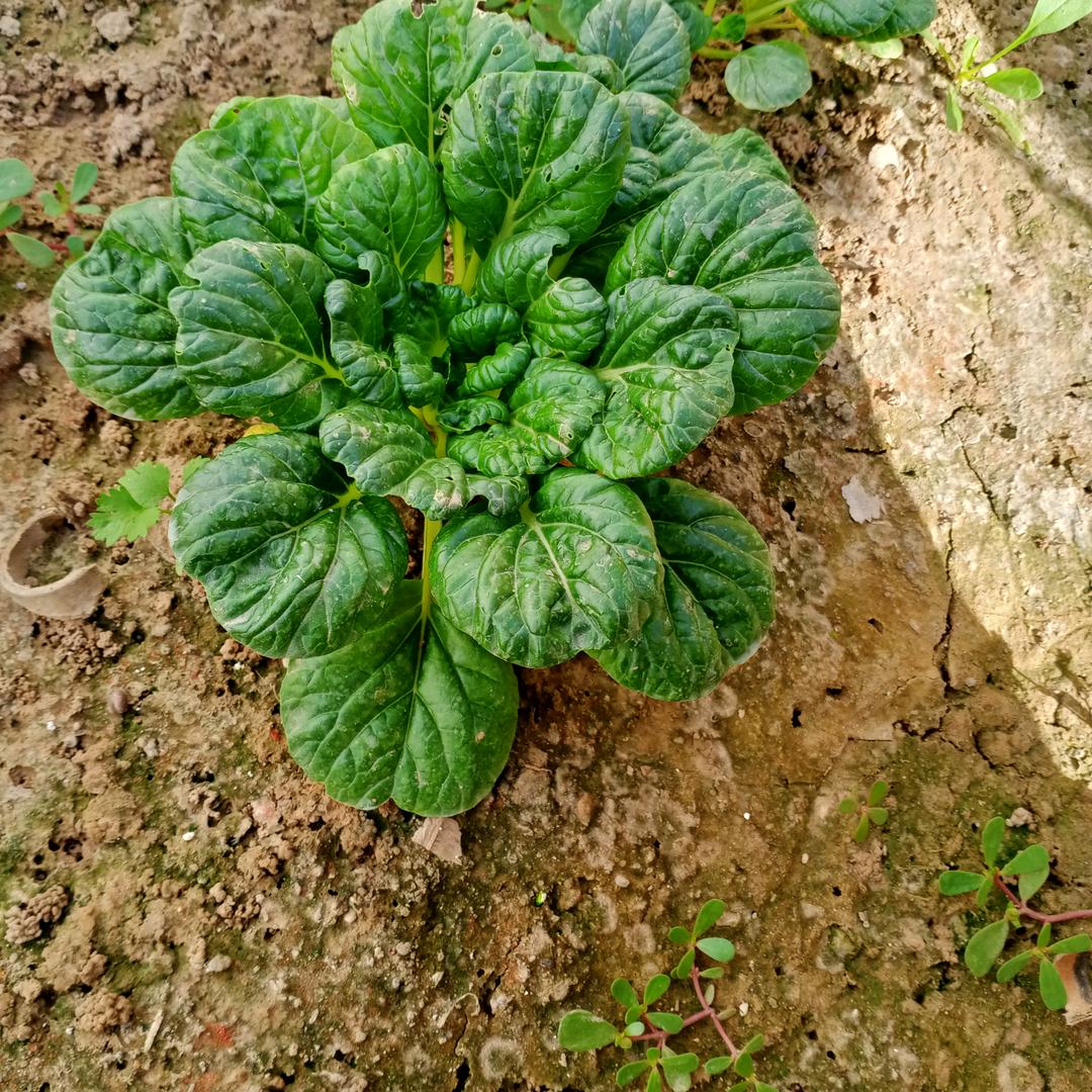 越来越好