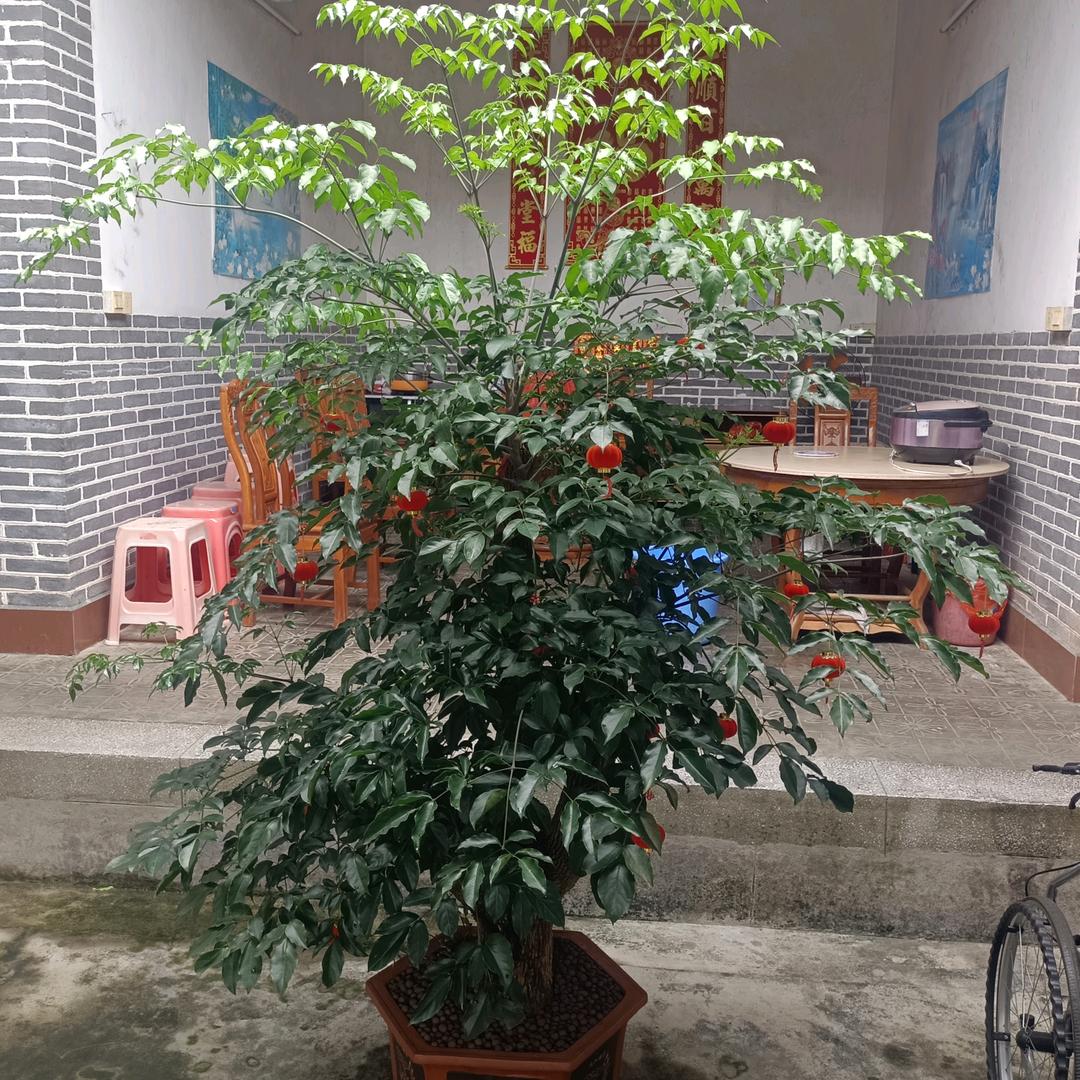 客家，赖生卖鸡，天天开心。