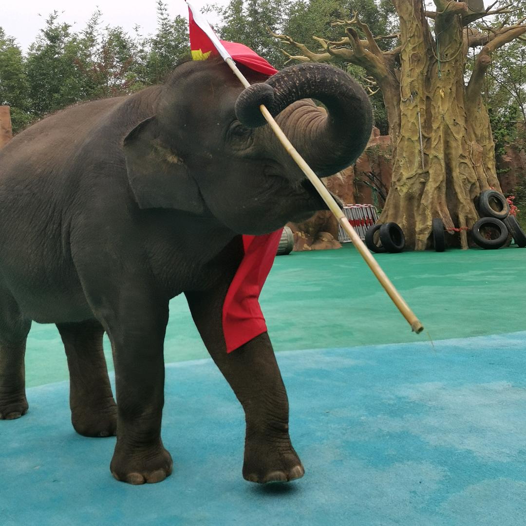 象墩墩🐘